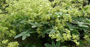 Alchemilla Alpina Alpine Lady S Mantle World Of Flowering Plants Planting Flowers Perennial Plants Plants