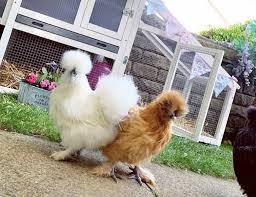 I avoid jumpers and covers unless you have a bad case of feather loss. Silkie Chickens Eggs Height Size And Raising Tips
