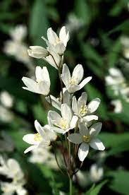 Deutzia Gracilis Deutzia Wikipedia Plants Flowers For Sale Trees To Plant