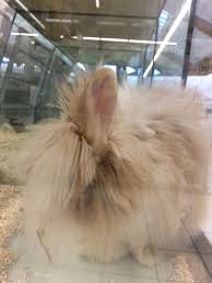 Un Lapin Nain Angora Jardiland Groslay Lapin Angora Animaux