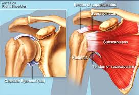 Pin On Human Anatomy
