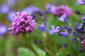 Image result for Pleiotaxis fulva