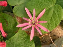 Image result for Passiflora sanguinolenta