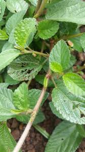 Image result for Corchorus aestuans