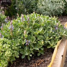 Image result for Coleus neochilus