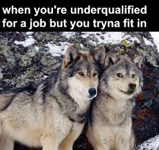 In the original proverb, a grandfather says there are two wolves fighting inside him, an evil one and a good one. The Best Wolf Memes Memedroid