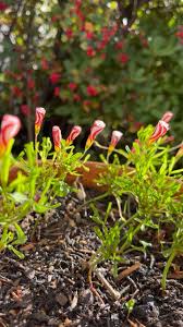Image result for Oxalis purpurascens