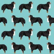Once tamed, you can put a collar on your dog. Bernese Mountain Dog 65 Designs By Petfriendly
