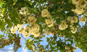 Image result for Eucalyptus torelliana