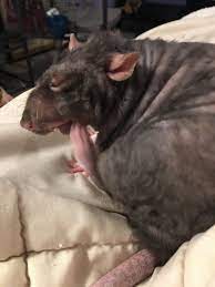 Buh rbuhhigh quality ratatouille meme (i.redd.it). Caught This Picture Of My Boy Remy Making A Funny Face He Kinda Looks Like Remys Dad In The Movie Ratatouille Rats
