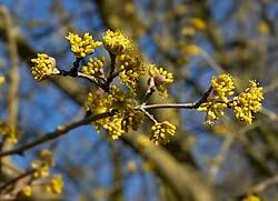 Image result for Cornus volkensii