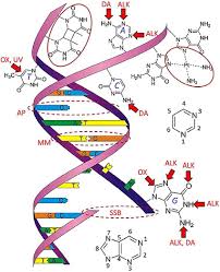 Interior it is fairly common to have multiple routing protocols running on the same router, since the routing protocols. Scheme Of Typical Products Of Dna Damage And Or Related Structural Download Scientific Diagram