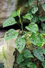 Swiss Cheese Philodendron Monstera Obliqua Philodendron Monstera Plants Foliage Plants