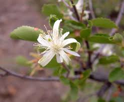 Image result for Grewia praecox