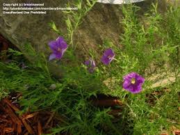 Image result for Nierembergia hippomanica