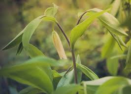 Image result for Clutia sessilifolia
