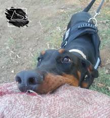 Secereli Doberman Panosundaki Pin