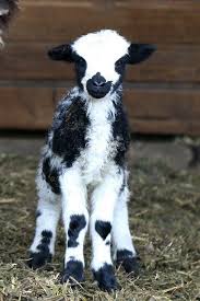 Jacob Sheep 2411 Cute Baby Animals Animals Beautiful Baby Animals