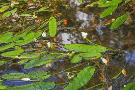 Image result for Aponogetonaceae