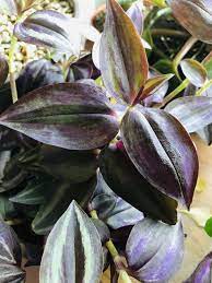 Pin On Plant Care