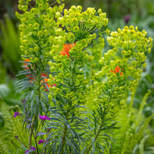 Image result for Euphorbia epicyparissias