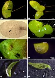 Image result for Wolffiella welwitschii