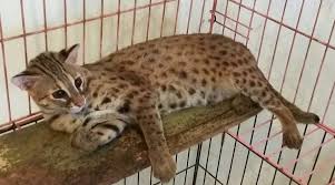 Di indonesia sendiri, kucing kuwuk kerap ditemui di hutan jawa, sumatera dan kalimantan. Rumah Satwa Macam Macam Jenis Kucing Keturunan Kucing Hutan