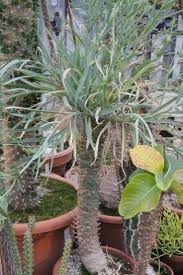 Image result for Euphorbia transvaalensis