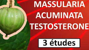 Image result for Massularia acuminata