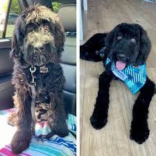 Maybe you would like to learn more about one of these? Short Goldendoodle Haircut Ideas 30 Before And After Photos
