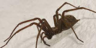 Die große winkelspinne (eratigena atrica, syn.: Riesige Spinnen Mit Bis Zu 30 Zentimeter Grosse