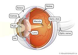 Eye Anatomy And Function