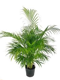 Image result for Dypsis lutescens