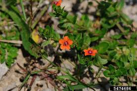 Image result for Lysimachia arvensis