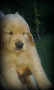 4,835 likes · 13 talking about this. Adorable Golden Retriever Puppy Available Windy Knoll Golden Retrievers