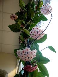 Pin On Plants