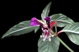 Image result for Sonneratiaceae