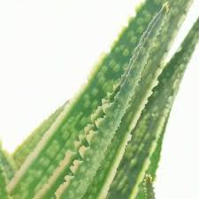 Image result for Aloe zebrina