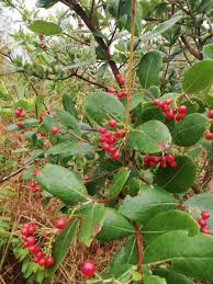 Image result for Psorospermum febrifugum