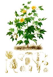 Image result for Gossypium barbadense