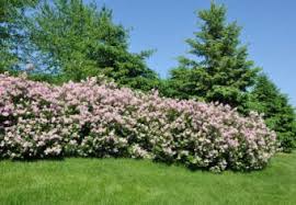 If you have questions concerning the final size of your plants or shrubs, ask a gardening specialist. Best Shrubs For Privacy Lovetoknow