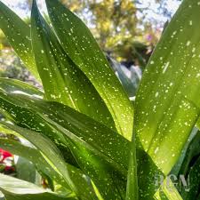 Image result for Aspidistra