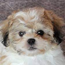 It can be a maltese father or a bichon father and a shih tzu mother. Teddy Bear Puppies For Sale Near Me Cheap