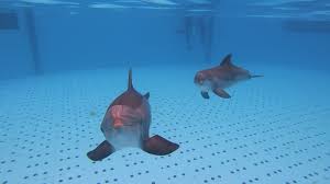 From wikimedia commons, the free media repository. Baltimore Aquarium Defamation Of A Sanctuary Blog Loro Parque
