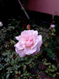 Install our mobile app to access complete list of regional names. à¦« à¦² Twitter Search