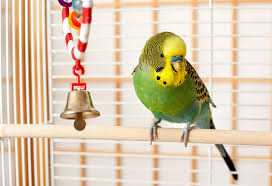 They can be found in most pet stores and they are not very expensive. List Of 8 Best Low Maintenance Pets