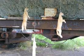 This is necessary for two very important reasons. Horrific Outside Cat Stories Updated January 2021 Peta