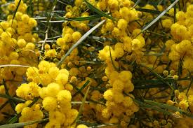 Image result for Acacia grandicornuta