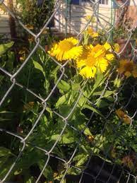 Sneezeweed Helenium Autumnale Called Sneezeweed By Native Americans Who Used Its Dried Petals To Prevent Hay Fever This Tall Autumn Garden Perennials Soil