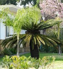 Maybe you would like to learn more about one of these? How To Care For A Sago Palm And Why They Are So Difficult Dengarden